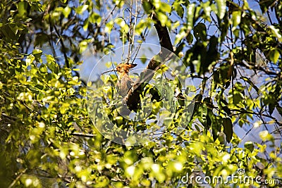 Madagascan hoopoe, Upupa epops marginata, is very interesting bird, n the reserve Tsingy Ankarana, Madagascar Stock Photo