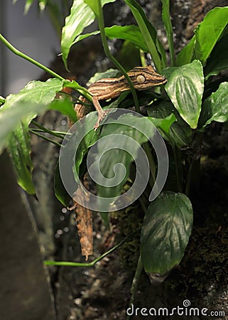 Madagascan leaf gecko in tree, madagascar, africa Stock Photo