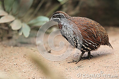 Madagascan partridge Stock Photo