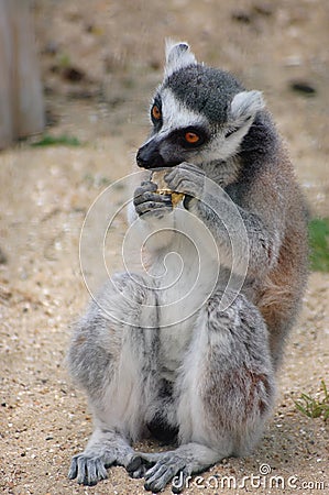 Madagascan ring tail Lemur Stock Photo