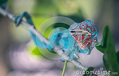 Blue chameleon snacking on worms Stock Photo