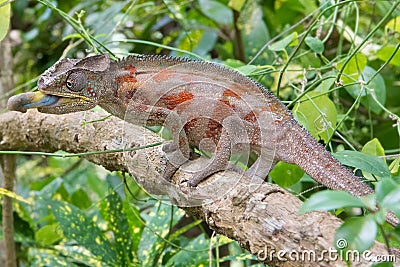 Africa: Madagascar chameleon sticky tongue Stock Photo