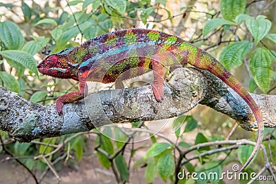 Africa: Madagascar panther chameleon Furcifer pardalis, stealthily blending in Stock Photo