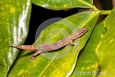 Madagascar Clawless Gecko, Ebenavia inunguis juvenile, Ranomafana National Park, Madagascar wildlife Stock Photo