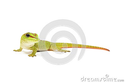 Madagascar Day Gecko Stock Photo