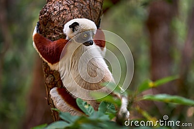 Madagascar endemic wildlife. Africa nature. Coquerel's sifaka, Ankarafantsika NP. Monkey in habitat. Wild Stock Photo