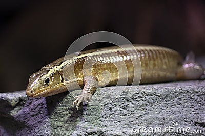 Madagascar girdled lizard portrait close up Stock Photo