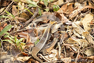 Madagascar girdled lizard, Zonosaurus madagascariensis lives on earth, reservations Tsingy, Ankarana, Madagascar Stock Photo