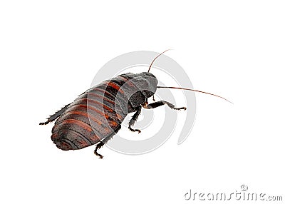 Madagascar hissing cockroach Stock Photo