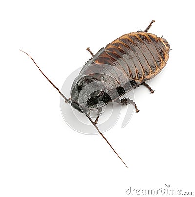 Madagascar Hissing Cockroach, Gromphadorhina Stock Photo