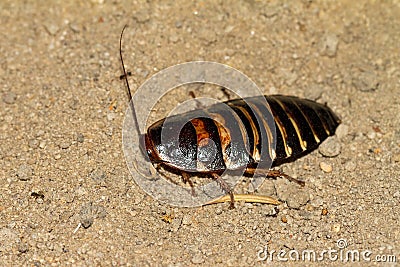Madagascar hissing cockroach Stock Photo