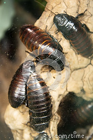 Madagascar hissing cockroaches close up bugs Stock Photo