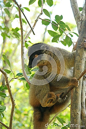 Madagascar Lemur Stock Photo