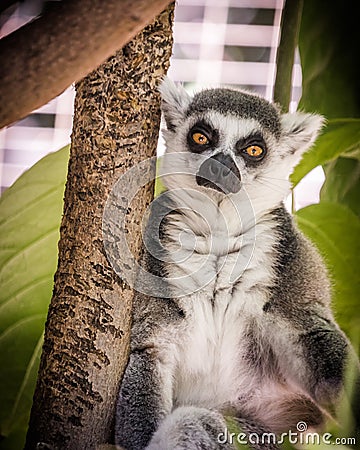 Madagascar lemur, bright orange eyes, intense serious stare, green foliage jungle behind seated animal Stock Photo