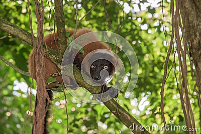 Madagascar lemur monkey portrait on a tree Stock Photo