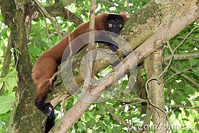 Madagascar lemur monkey portrait on a tree Stock Photo