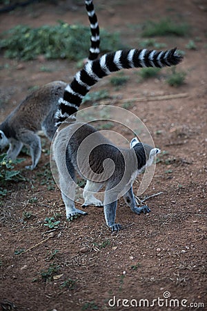 Madagascar lemur Stock Photo