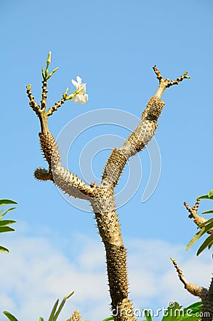 Madagascar Palm with Flower Pachypodium lamerei Stock Photo