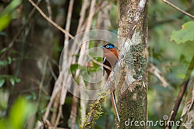 Madagascar Paradise-flycatcher, Terpsiphone mutata Stock Photo