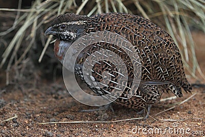 Madagascar partridge Stock Photo