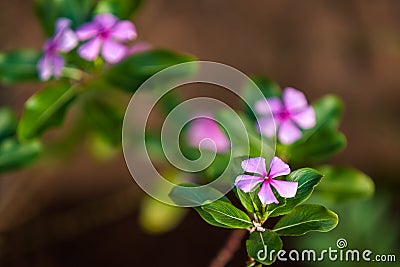 Madagascar periwinkle Stock Photo