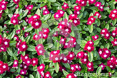 Madagascar or Periwinkle or Vinca flower Stock Photo