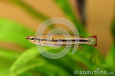 Madagascar rainbowfish Bedotia madagascariensis Madagascan Aquarium Fish Stock Photo