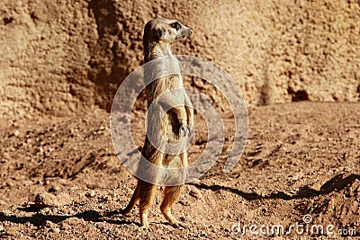 Madagascar Suricata on a clay landscape Stock Photo