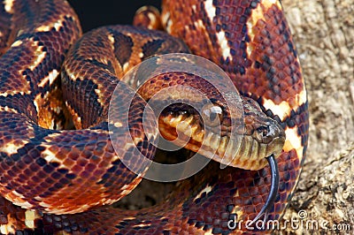 Madagascar Tree Boa Stock Photo