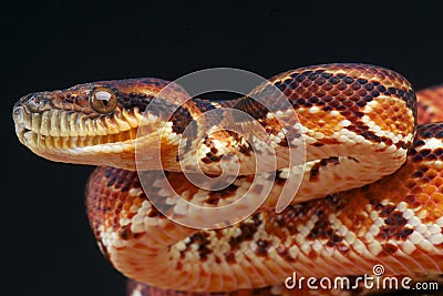 Madagascar Tree Boa Stock Photo