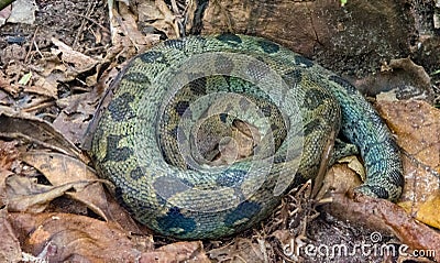 Africa: Madagascar tree boa Sanzinia madagascariensis in hibernation Stock Photo