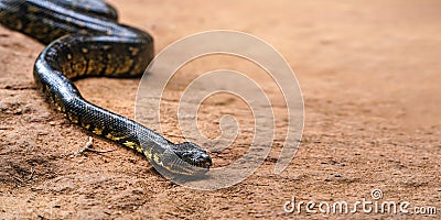 Madagascar tree boa snake - Sanzinia madagascariensis - slither on dusty ground, closeup detail, empty space for text Stock Photo