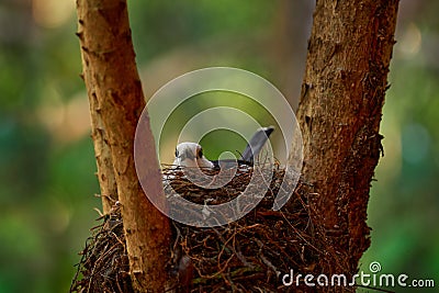 Madagascar wildlife, black and white animal. Vanga in the forest nest. Hook-billed vanga, Vanga curvirostris, bird family Vangidae Stock Photo