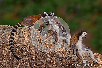 Madagascar wildlife, lemur family. Ring-tailed Lemur, Lemur catta family, cub on the back. Animal from Madagascar, Africa, orange Stock Photo