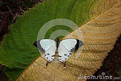 Madagascar wildlife. Mocker swallowtail, Papilio dardanus, sitting on the white flower. Insect in the dark tropical forest, nature Stock Photo