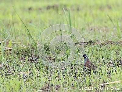 Madagaskarpatrijs, Madagascar Partridge, Margaroperdix madagarensis Stock Photo