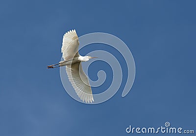 Madagaskarzilverreiger, Dimorphic Egret, Egretta dimorpha Stock Photo