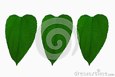 Made design three plukenetia leaves Stock Photo