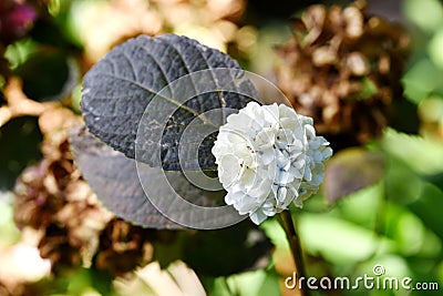 Madeira botanical garden Stock Photo