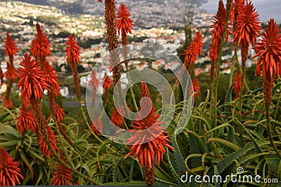 Red Aloe Vera Flowers in Garden in Funchal on the island of Madeira Stock Photo