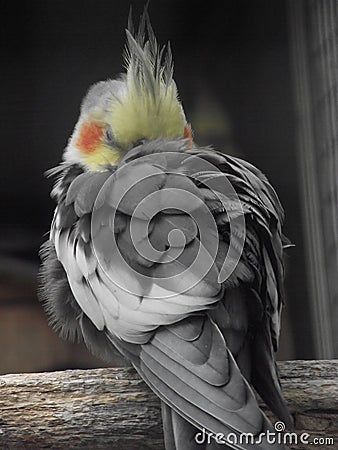 Madeira - gray parrot Stock Photo