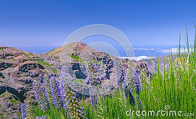 Madeira landscape with flowering Echium fastuosum Stock Photo