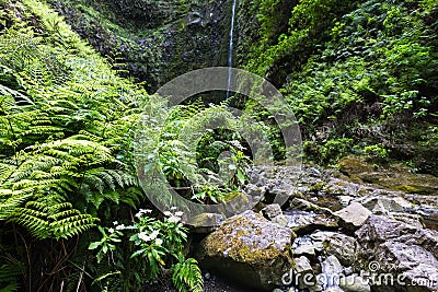 Madeira Waterfall in the forest Stock Photo