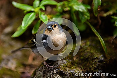 Madeiran chaffinch Stock Photo