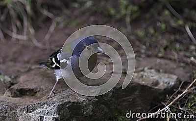 Madeiran chaffinch bird on madeira Stock Photo