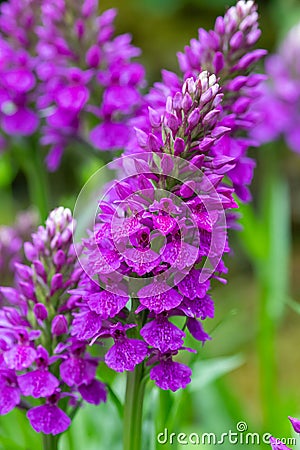 Madeiran orchids (dactylorhiza foliosa Stock Photo