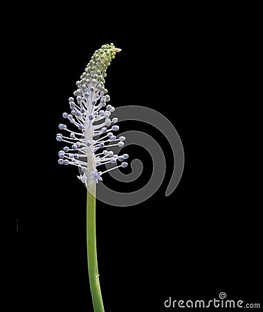 Madeiran Squill bud Stock Photo