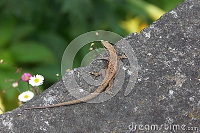 Madeiran Wall Lizard Stock Photo