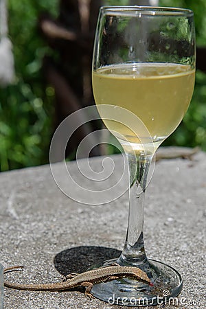 Madeiran wall lizard Lacerta dugesii on glass, which is full with sweet alcocholic drink Stock Photo