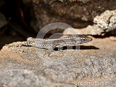 The Madeiran wall lizard Stock Photo